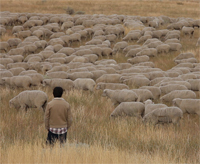 Student's films focus on sheepherders